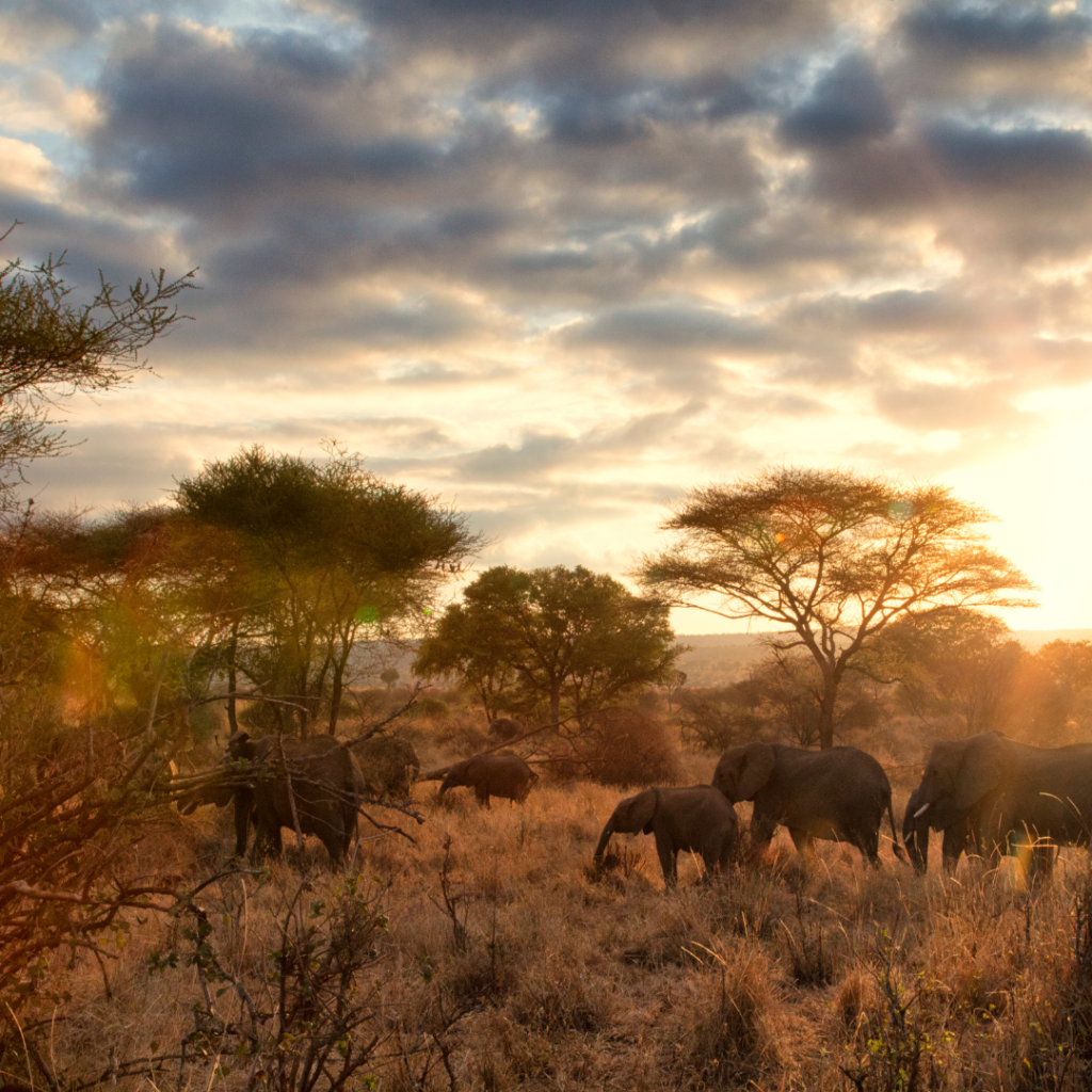 africa elephants